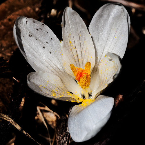 Crocus sp.